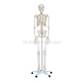 Skeleton Ukuran Hidup 180cm Tinggi